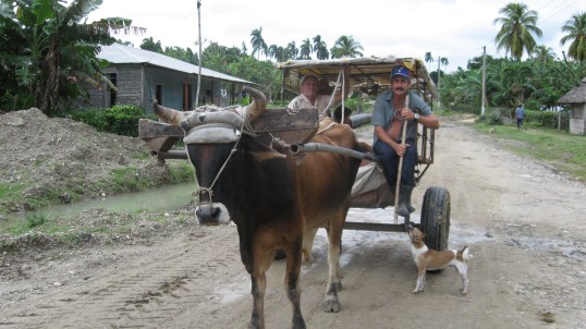 Ox and buggy in Cuba